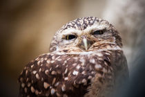 The Owl by Daniel Zrno