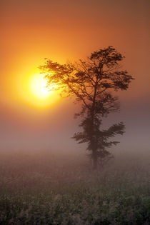 Lone Tree Touching the Sun von Daniel Zrno