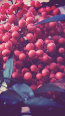 Vintage Berries by Emily Scott