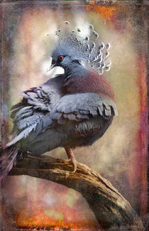Finer Feathered Friends: Crested Dove von Alan Shapiro