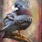 'Finer Feathered Friends: Crested Dove' by Alan Shapiro