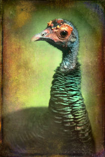 Finer Feathered Friends: Occelated Turkey von Alan Shapiro