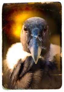 Finer Feathered Friends: Andean Condor von Alan Shapiro