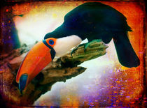 Finer Feathered Friends: Toucan