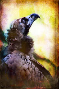 Finer Feathered Friends: Cinerous Vulture by Alan Shapiro