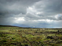 Horses in the Highlands by Kristjan Karlsson
