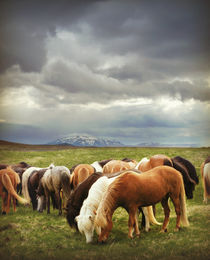 Icelandic Wild Horses