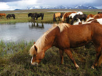 Icelandic Wild Horses by Kristjan Karlsson