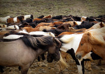 Icelandic Wild Horses by Kristjan Karlsson