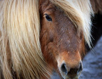 Icelandic Wild Horse by Kristjan Karlsson