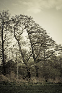 Oblique Autumn Tree by Roland Hemmpel