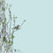 100x75-townsend-warbler-duane