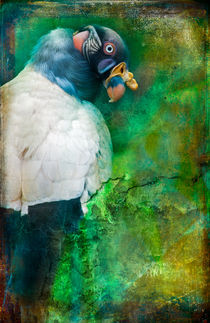 Finer Feathered Friends:  King Vulture by Alan Shapiro