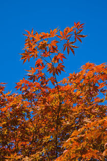 Autumn tree 2011 by safaribears