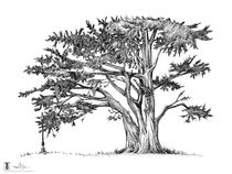 Dog-Hill Tree, Alamo Square Park von Thomas Duane