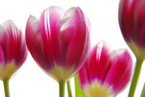 tulips von hannes cmarits