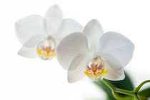 white orchid von hannes cmarits