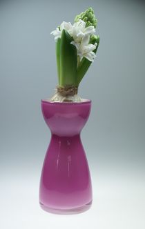 Hyazinthe in der Vase von lichtbildersalon