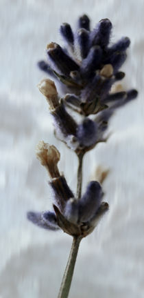 Lavendel von Jens Berger