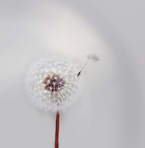 Pusteblume by Ingrid Clement-Grimmer