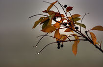 Elements of fall... von Michael Latman