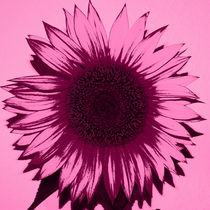 Sonnenblume in pink by Christine Bässler