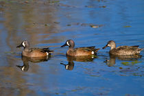 Blue-winged Teal by Louise Heusinkveld
