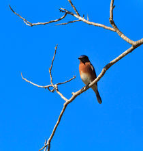 Eastern Bluebird, Sialia sialis, perched on a branch von Louise Heusinkveld