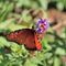 Orange-butterfly0889