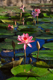 Pink waterlilies by Louise Heusinkveld
