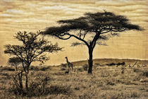 Out in the Savannah by Giuseppe Maria Galasso