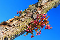 Blüten am Japanischen Kirschbaumstamm von Wolfgang Dufner