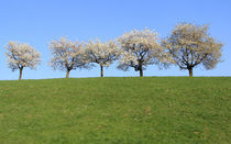 Blühende Kirschbäume von Wolfgang Dufner