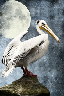 Pelican Night von AD DESIGN Photo + PhotoArt