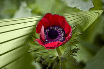 Red flower von corsza