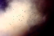 Vogelschwarm by Ulf Buschmann
