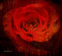 Rose by barbaram