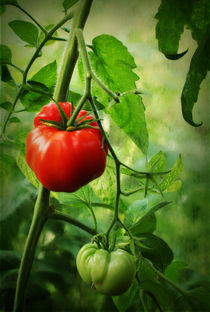 tomato by Kristjan Karlsson
