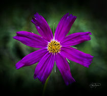 Purple Passion by Cris  Hayes