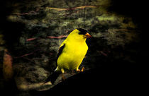 Yellow Finch In Fall von Cris  Hayes