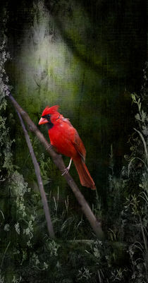 Cardinal In Spring - Angel Wings by Cris  Hayes