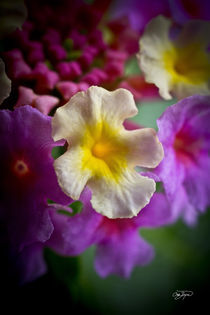 Flower in Spring Macro Picture  von Cris  Hayes