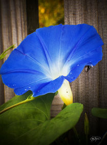 Flower, Morning Glory by Cris  Hayes