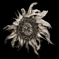 sunflower by Jaromir Hron