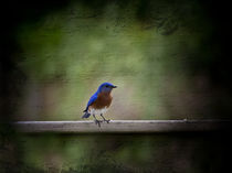 Eastern Bluebird  von Cris  Hayes