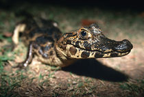 Alligator Brasil von martino motti