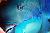 Parrot Fish by martino motti