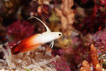 Fire Goby by martino motti
