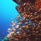 Indonesia-alor-island-pesci-di-vetro-parapriacanthus-guenteri