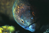 Murray eel by martino motti